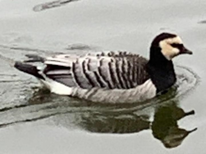 Barnacle Goose, Hankelow Hall February 2022